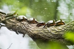 Painted turtles line the limb of a fallen tree in Willow Creek near the Gymnasium-Natatorium and Temin Lakeshore Path at the University of Wisconsin-Madison, ready to bask in the warmth of spring sunlight trying to shine through the clouds on May 14, 2015. The wooded area is part of the Lakeshore Nature Preserve. (Photo by Jeff Miller/UW-Madison)
