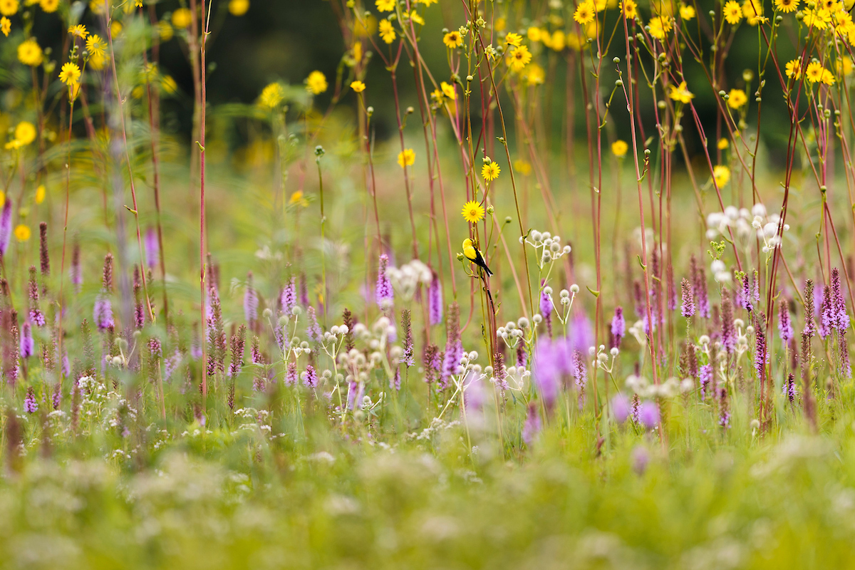 Native Plants, Community Participation, and UW Partnerships Help to ...