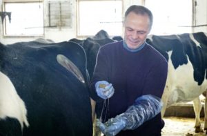 Michel Wattiaux examines the contents of a cow’s stomach.