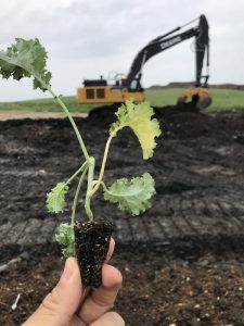 An entire young kale plant (from one of a several trays) found at the Dane County Landfill. Photo by Nathan Jandl. 