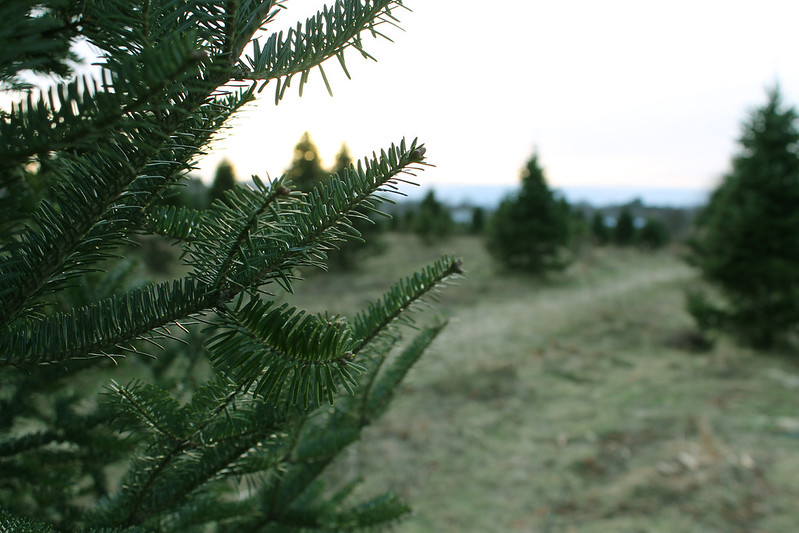 “On Christmas Tree Farm” by Flickr user Slavik Volinsky, CC BY-NC-SA 2.0. 