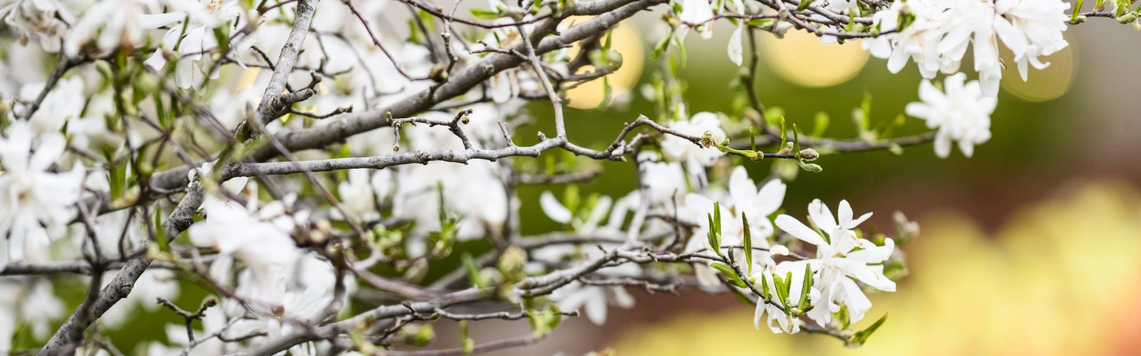 Flowers on a magnolia tree are seen in full bloom outside the Memorial Union at the University of Wisconsin-Madison during a spring morning on April 27, 2019. (Photo by Jeff Miller / UW-Madison)